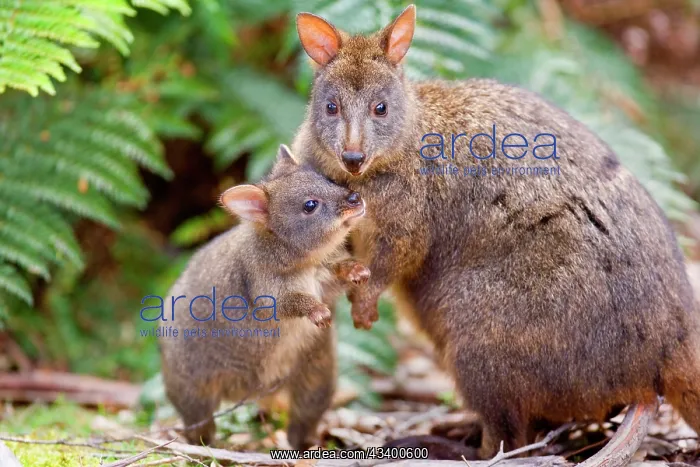 : Tasmanian Pademelon - female adult and weaned young : Tasmanian Pademelon - female adult and weaned young