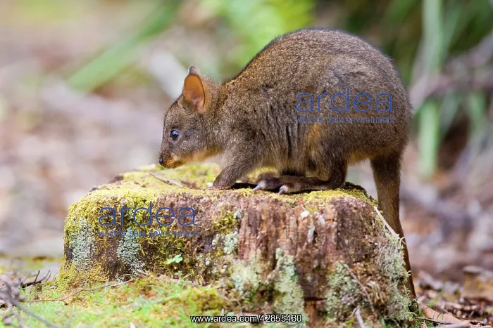 : Tasmanian Pademelon - young one sitting on a moss-covered : Tasmanian Pademelon - young one sitting on a moss-covered