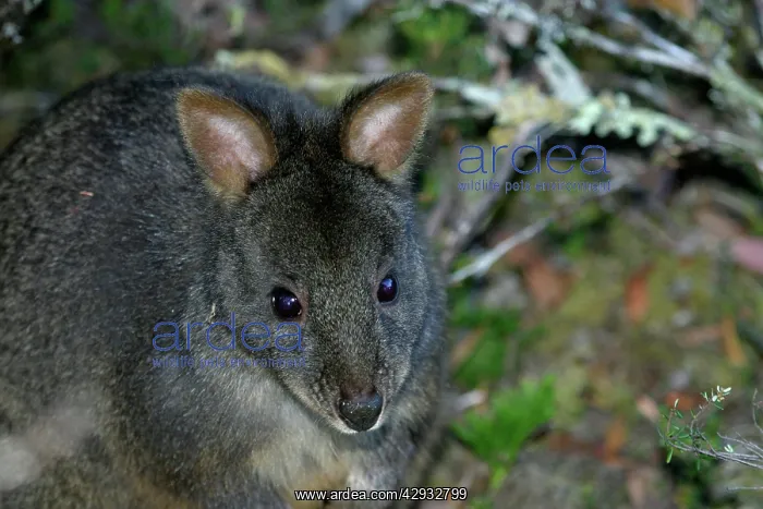 : Tasmanian / Red-bellied Pademelon / Rufous Wallaby : Tasmanian / Red-bellied Pademelon / Rufous Wallaby