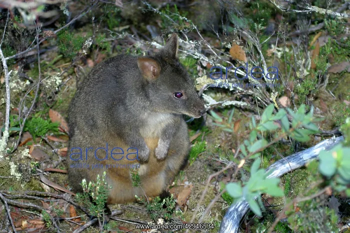 : Tasmanian / Red-bellied PADEMELON / Rufous Wallaby : Tasmanian / Red-bellied PADEMELON / Rufous Wallaby