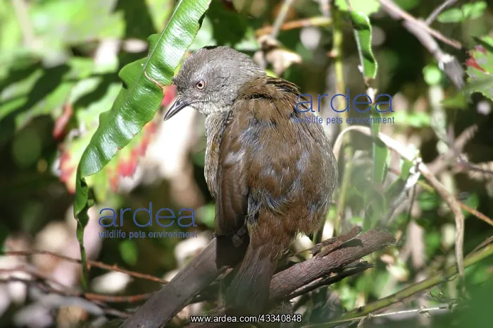 : Tasmanian SCRUBWREN - sunbathing : Tasmanian SCRUBWREN - sunbathing