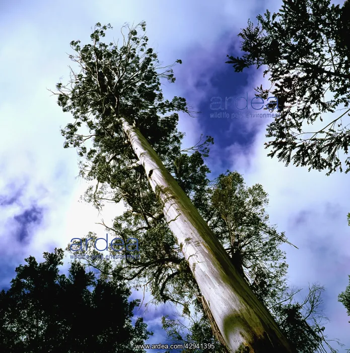 : Tasmanian swamp gum - at 87m, one of the tallest : Tasmanian swamp gum - at 87m, one of the tallest