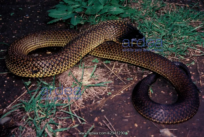 : Tasmanian tiger snake - dangerous : Tasmanian tiger snake - dangerous