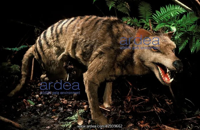 : Tasmanian Tiger / Wolf / Thylacine - stuffed specimen : Tasmanian Tiger / Wolf / Thylacine - stuffed specimen