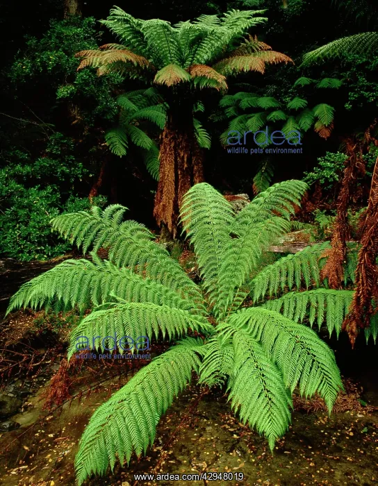 : Tasmanian tree fern / Soft tree fern / Man fern : Tasmanian tree fern / Soft tree fern / Man fern