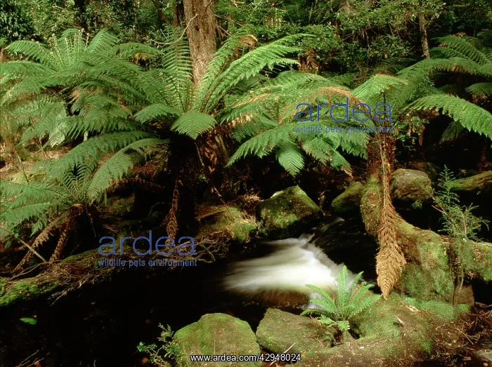 : Tasmanian tree fern / Soft tree fern / Man fern : Tasmanian tree fern / Soft tree fern / Man fern