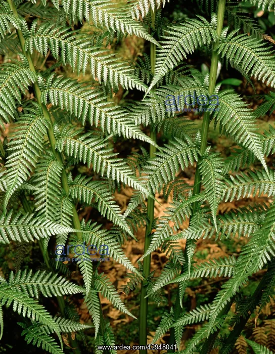 : Tasmanian tree fern / Soft tree fern / Man fern : Tasmanian tree fern / Soft tree fern / Man fern