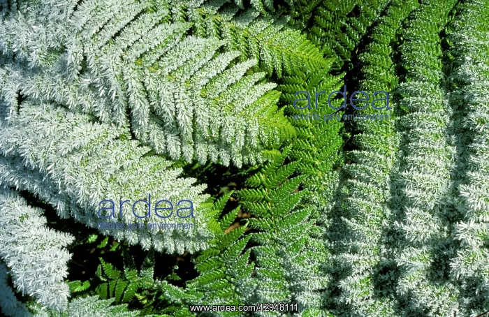 : Tasmanian tree fern / Soft tree fern / Man fern : Tasmanian tree fern / Soft tree fern / Man fern