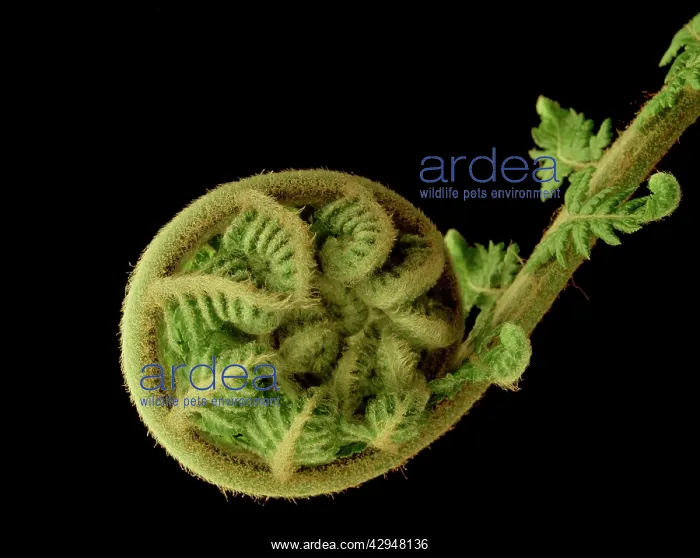 : Tasmanian tree fern / Soft tree fern / Man fern : Tasmanian tree fern / Soft tree fern / Man fern