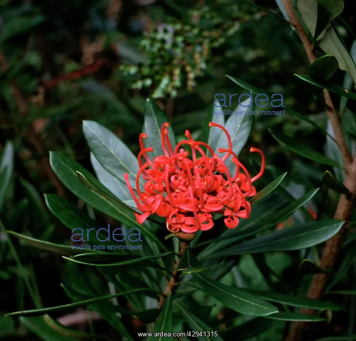 : Tasmanian waratah (Telopea truncata). Tasmania, Australia : Tasmanian waratah (Telopea truncata). Tasmania, Australia