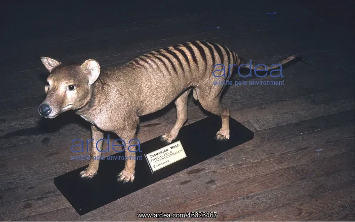 : TASMANIAN WOLF / TIGER - or Thylacine : TASMANIAN WOLF / TIGER - or Thylacine