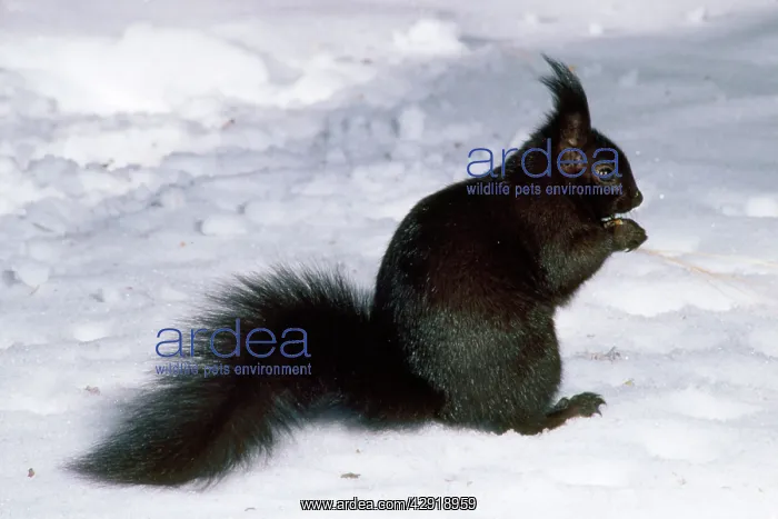 : Tassel-eared Squirrel - in winter - USA : Tassel-eared Squirrel - in winter - USA