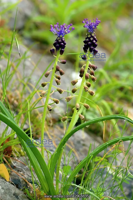 : Tassel Hyacinth - in flower in spring : Tassel Hyacinth - in flower in spring