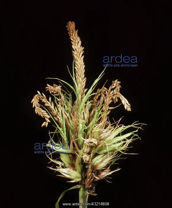 : Tassel smut on Corn : Tassel smut on Corn