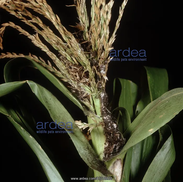 : Tassel smut on corn : Tassel smut on corn