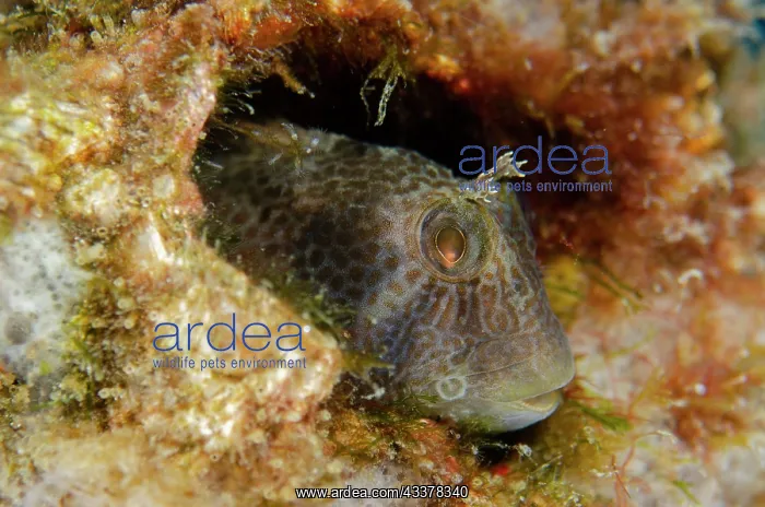 : Tasseled Blenny : Tasseled Blenny