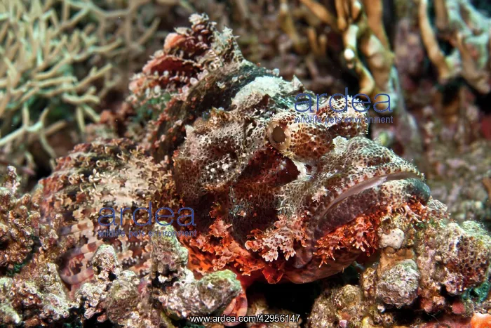 : Tasseled Scorpionfish : Tasseled Scorpionfish