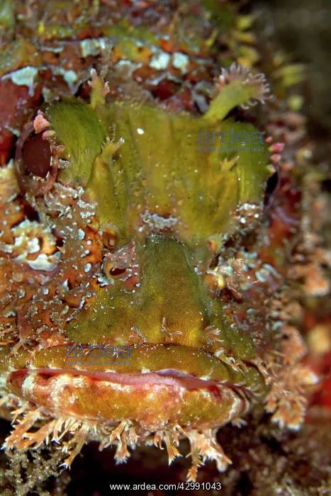  : Tasseled Scorpionfish