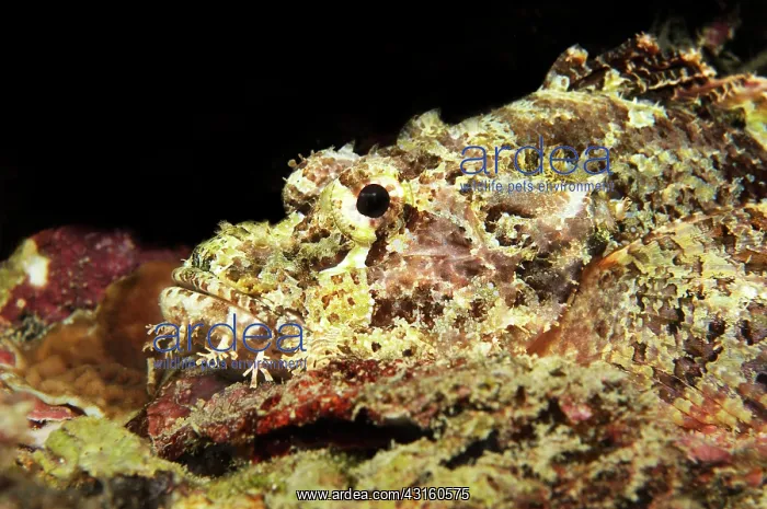 : Tasseled Scorpionfish : Tasseled Scorpionfish