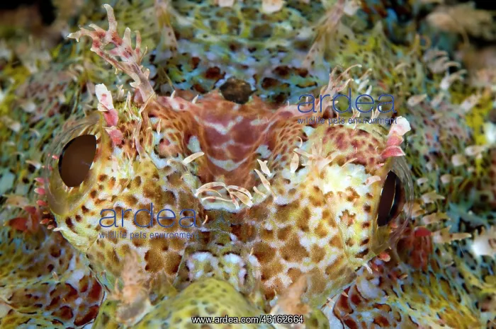 : Tasseled Scorpionfish : Tasseled Scorpionfish
