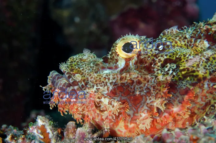 : Tasseled Scorpionfish : Tasseled Scorpionfish