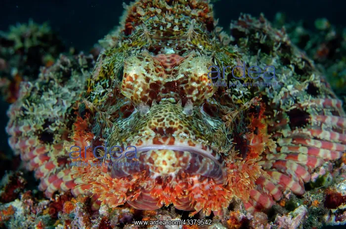 : Tasseled Scorpionfish : Tasseled Scorpionfish