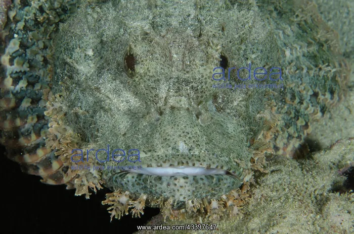 : Tasseled Scorpionfish : Tasseled Scorpionfish