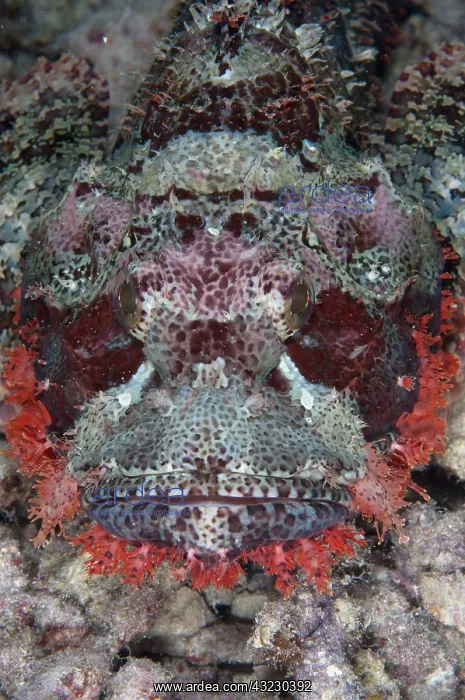 : Tasseled Scorpionfish - Arborek Jetty, Dampier : Tasseled Scorpionfish - Arborek Jetty, Dampier