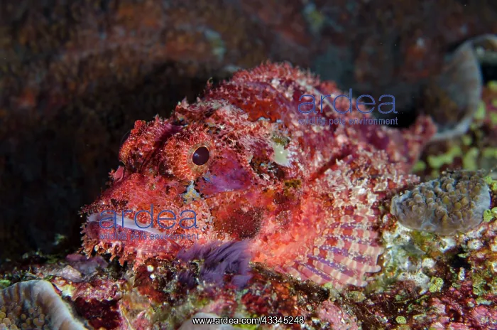 : Tasseled Scorpionfish - Gili Tepekong dive site : Tasseled Scorpionfish - Gili Tepekong dive site