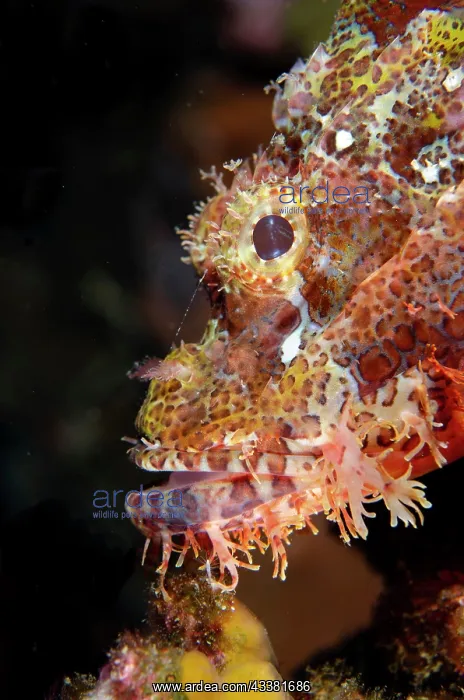 : Tasseled Scorpionfish - Liberty Wreck Dive Site : Tasseled Scorpionfish - Liberty Wreck Dive Site