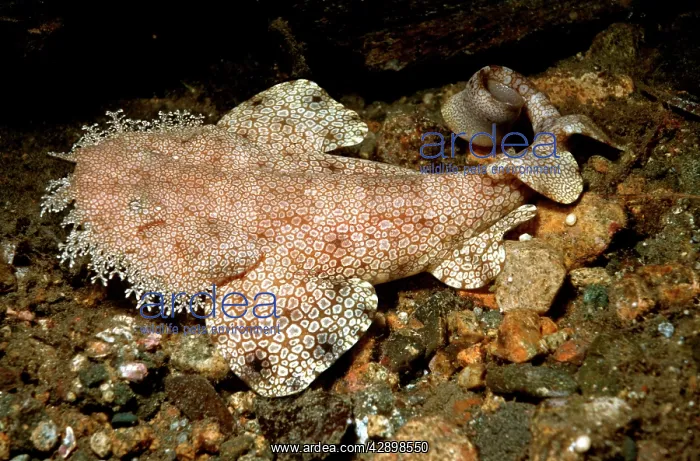 : Tasseled Wobbygong Shark - Only found in the tropics : Tasseled Wobbygong Shark - Only found in the tropics