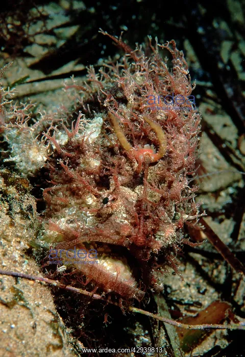 : Tasselled anglerfish, adult sitting on sandy bottom : Tasselled anglerfish, adult sitting on sandy bottom