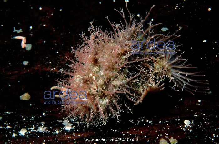 : Tasselled Anglerfish - juvenile about 2 cm long : Tasselled Anglerfish - juvenile about 2 cm long