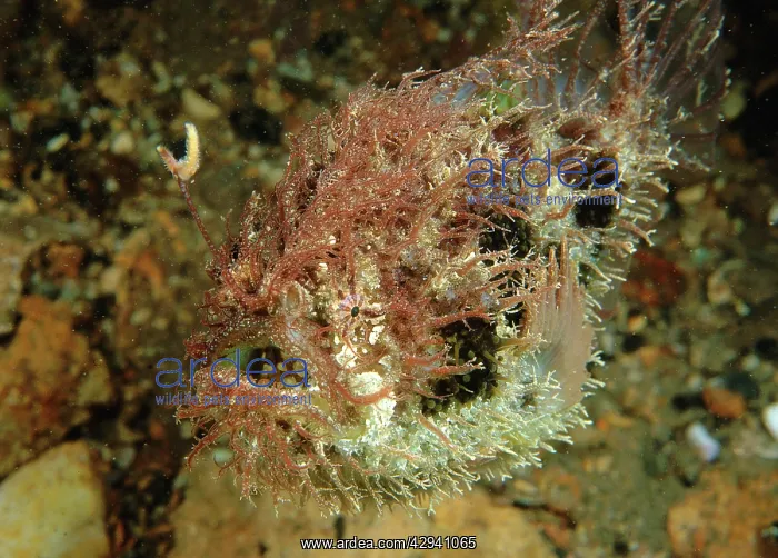 : Tasselled Anglerfish - juvenile : Tasselled Anglerfish - juvenile