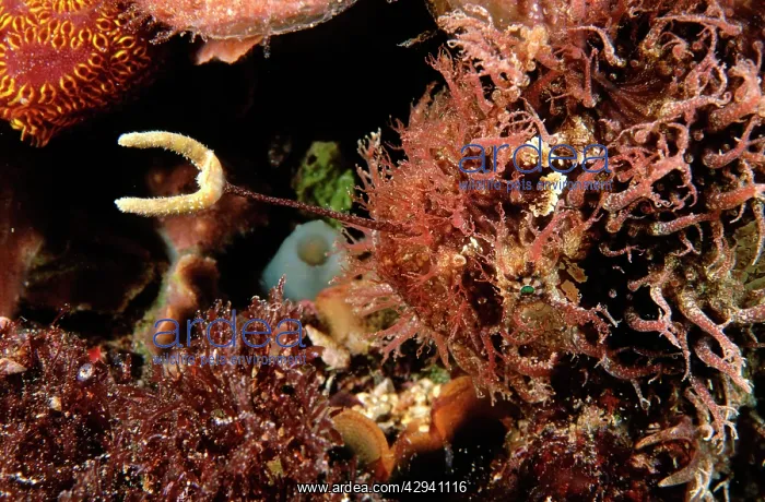 : Tasselled Anglerfish - showing fishing lure (Esca) : Tasselled Anglerfish - showing fishing lure (Esca)