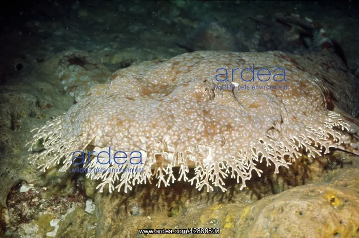 : Tasselled Wobbegong Shark : Tasselled Wobbegong Shark