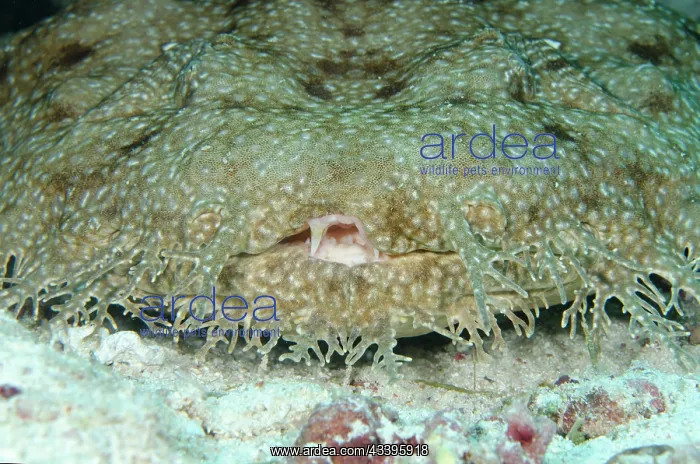 : Tasselled Wobbegong Shark : Tasselled Wobbegong Shark