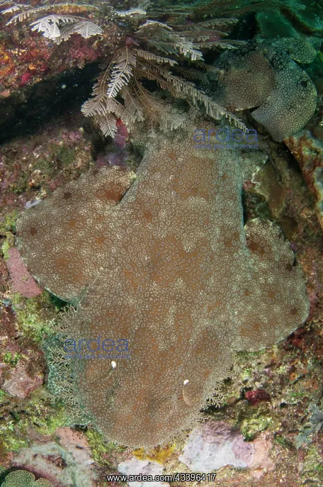 : Tasselled Wobbegong Shark : Tasselled Wobbegong Shark