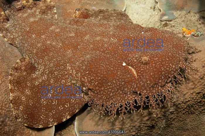 : Tasselled Wobbegong Shark : Tasselled Wobbegong Shark