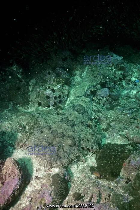 : Tasselled Wobbegong Shark - camouflaged against sea floor : Tasselled Wobbegong Shark - camouflaged against sea floor