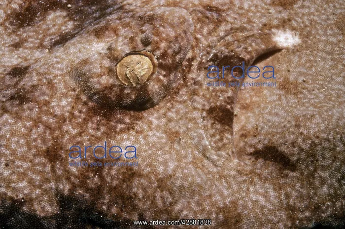 : Tasselled Wobbegong Shark - eye : Tasselled Wobbegong Shark - eye