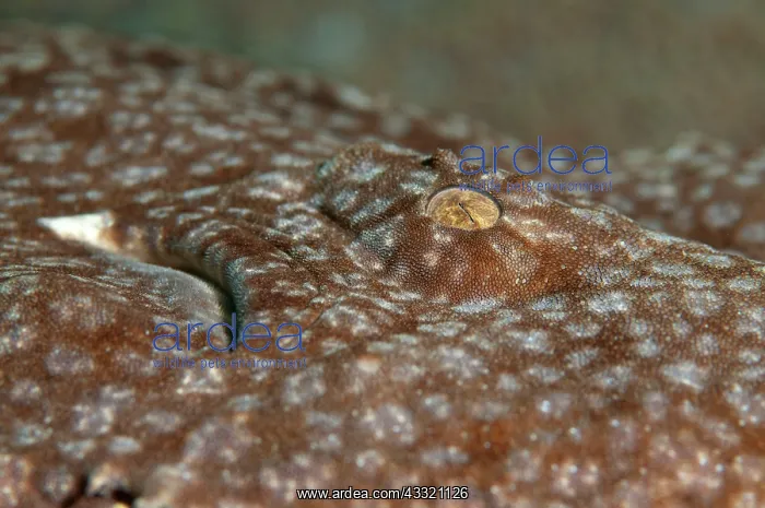 : Tasselled Wobbegong Shark - eye : Tasselled Wobbegong Shark - eye