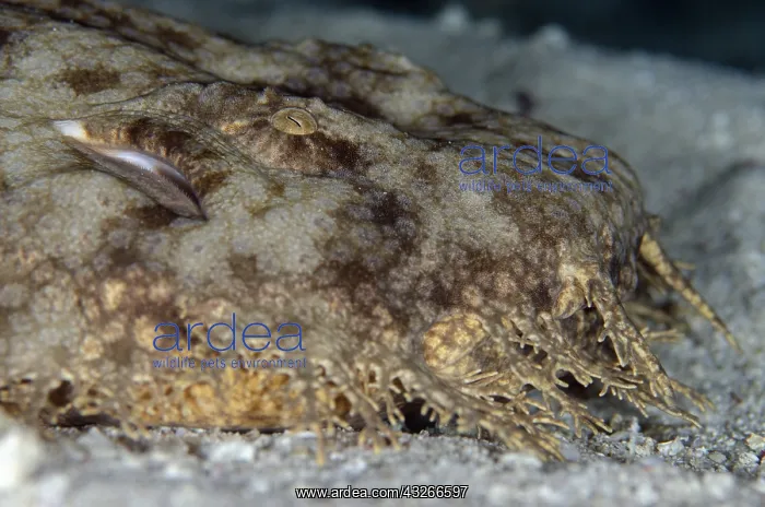 : Tasselled Wobbegong Shark - Fantasea dive site : Tasselled Wobbegong Shark - Fantasea dive site