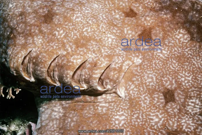 : Tasselled Wobbegong Shark - showing gills : Tasselled Wobbegong Shark - showing gills