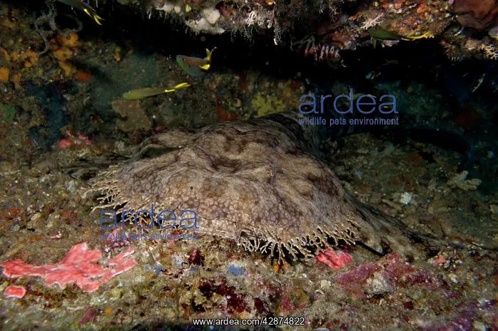  : Tasselled Wobbygong