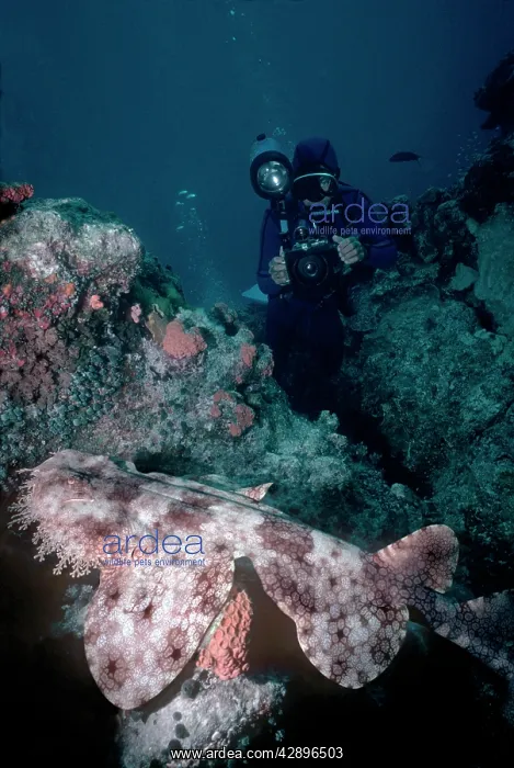  : Tasselled Wobbygong - A very broad bodied shark