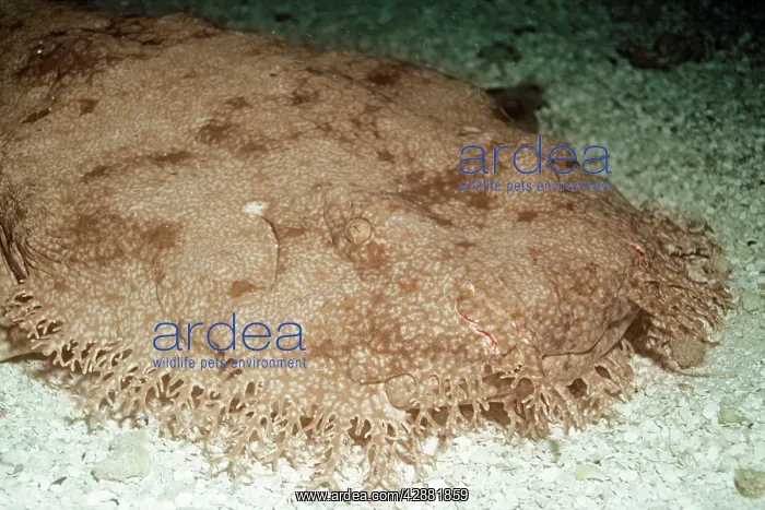 : Tasselled Wobbygong Shark : Tasselled Wobbygong Shark