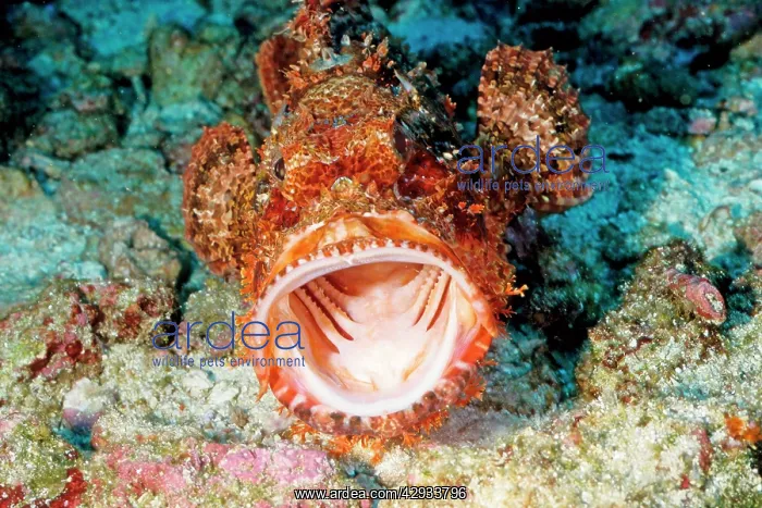 : Tassled scorpionfish : Tassled scorpionfish