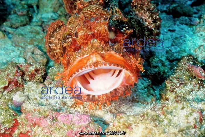 : Tassled scorpionfish - mouth open facing camera : Tassled scorpionfish - mouth open facing camera