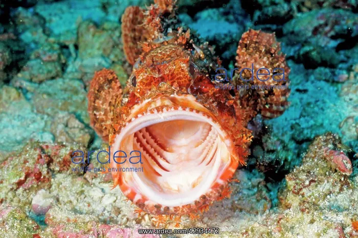 : Tassled scorpionfish - mouth wide open facing camera : Tassled scorpionfish - mouth wide open facing camera